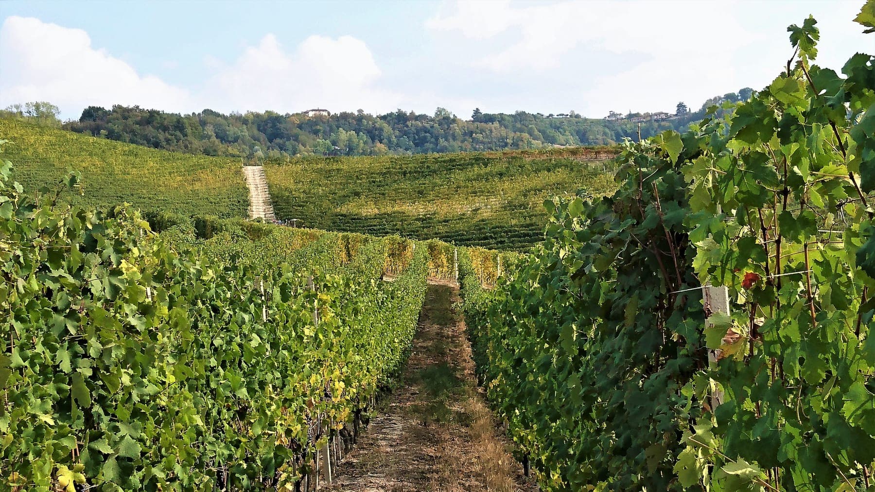 Weingut Attilio Ghisolfi in Piemonte