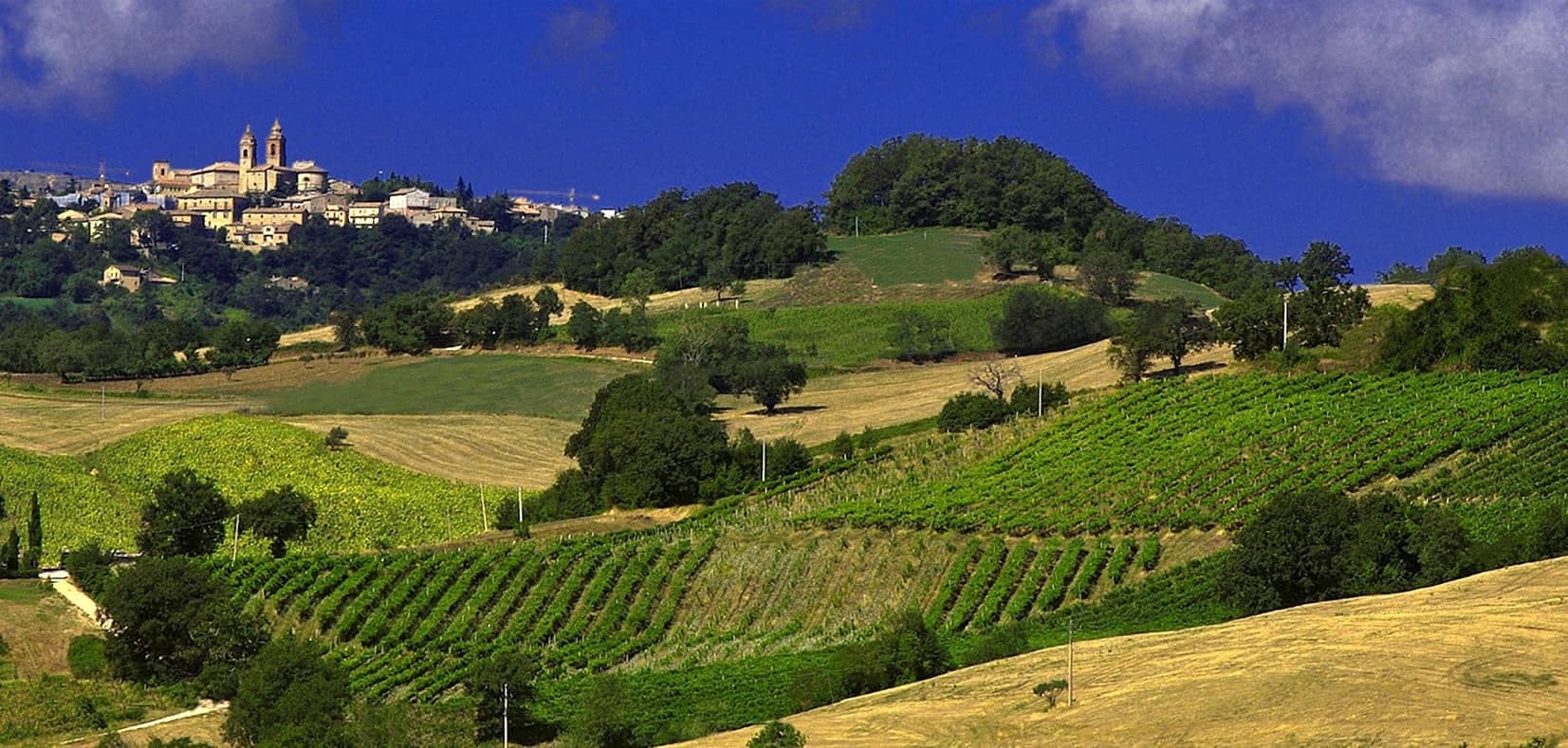Weingut Terre di San Ginesio in Die Marken
